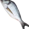 Fisk