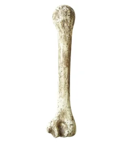 Knogle